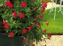 Sundaville Sundaville