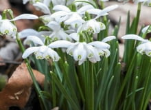 ŚNIEŻYCZKA PRZEBIŚNIEG 'FLORE PLENO'