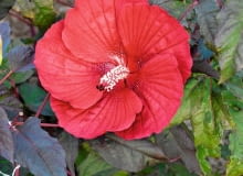 Dosyć wymagająca, ale za to o nieprzeciętnej urodzie - licząca zaledwie rok odmiana ketmii.