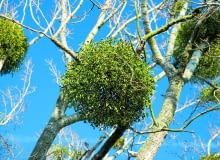 Jemiołę z własnego drzewa najlepiej wycinać z fragmentem gałęzi.