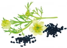 czarnuszka czarnuszka