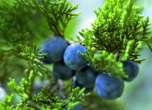 Dojrzałe owoce jałowca wyniosłego mają niebieskawy nalot i także jadalne. Dojrzałe owoce jałowca wyniosłego mają niebieskawy nalot i także jadalne.