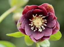 CIEMIERNIK - mieszaniec o pełnych, burgundowych kwiatach to mój faworyt. CIEMIERNIK - mieszaniec o pełnych, burgundowych kwiatach to mój faworyt.