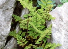 Paproć: Cheilantes wełnisty (Cheilanthes lanosa) UWAGA ! DO JEDNORAZOWEJ PUBLIKACJIOGROD SKALNY , ROSLINA SKALNA - PAPROC ODPORNA NA SUSZE CHEILANTHES LANOSAFOT. WITOLD HOPPELPUBLIKACJA OGRODY NR 3 (155) - 3 2012