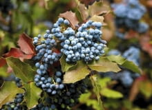 LEKKO WYDŁUŻONE OWOCE dojrzewają jesienią. Nasiona rozsiewane są przez ptaki. LEKKO WYDŁUŻONE OWOCE dojrzewają jesienią. Nasiona rozsiewane są przez ptaki.