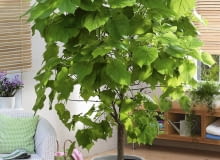 Zimmerbaum : Sparmannia africana ( Zimmerlinde ) SLOWA KLUCZOWE: ZZZ Zimmerpflanze Grünpflanze pflegeleicht Boden Zimmerbaum Südseite Ostseite Westseite Hochformat innen GAP ganzjährig Frühling Sommer Herbst Winter 000 Topf Luftbefeuchter positive Energie Zimmerbäume Solitaer