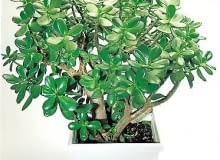 Grubosz (<i>Crassula ovata</i>)<br> Ta pochodząca z Afryki roślina, nazywana drzewkiem szczęścia, to najpopularniejszy spośród 300 gatunków z tego rodzaju botanicznego. w domu osiąga wysokość około 1 m i niekiedy kwitnie. 22-08Kt2