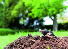 Kret praktycznie całe życie spędza pod ziemią. Na powierzchnię wychodzi sporadycznie - letnimi nocami lubi posmakować np. dojrzałych truskawek lub poziomek, których jest wielkim amatorem