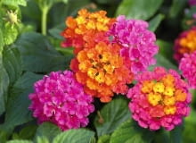 Lantana Calippo 'Tutti Frutti' nowości kwiatowe, kwiaty na balkon, Lantana Calippo 'Tutti Frutti'