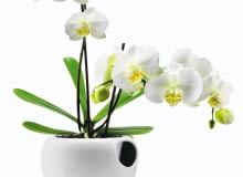 ROŚLINY DONICZKOWE. Samopodlewająca się doniczka ceramiczna do uprawy storczyków CzerwonaMaszyna.pl, 256 zł ROŚLINY DONICZKOWE. Samopodlewająca się doniczka ceramiczna do uprawy storczyków CzerwonaMaszyna.pl, 256 zł