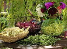 Verschiedene Sorten frisch geerntete Bohnen : Wachsbohnen, gr´ne Buschbohnen, Borlotto-Bohnen, wei?e Stangenbohnen ( Phaseolus ) SLOWA KLUCZOWE: 000 quer draussen Gem´se Ernte Sommer Sp tsommer K^rbe Floristik Bohnen Stilleben