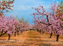 Drzewka migdałka to prawdziwa ozdoba ogrodu. Mało tego - jego kwitnienie zwiastuje wiosnę.