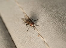 Muchy w domu: jak się ich pozbyć. Domowe sposoby