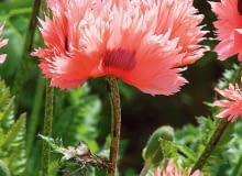 'Pink Ruffles' o płatkach jak płomienie dorasta do 70-75 cm. 'Pink Ruffles' o płatkach jak płomienie dorasta do 70-75 cm.