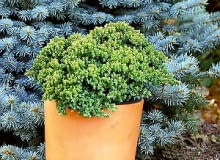 Jałowiec rozesłany 'Nana' <br> Płożący, karłowy krzew. Bardzo wolno rośnie - 10-letni ma zaledwie 30 cm wysokości i metr średnicy. Szerokie, kłujące igły są przez cały rok niebieskozielone, a zimą lekko purpurowe. Nadaje się również na bonsai. 25.10.2003 WARSZAWA JALOWIEC ROZESLANY NANA KRZEW KARLOWY DONICZKA STYLIZACJA MONIKA LUCZKO ALDONA ZAKRZEWSKA FOT. ARKADIUSZ SCICHOCKI / AGENCJA GAZETA PUBLIKACJA CZTERY KATY NR 12 (147) - 12.2003