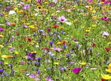 Kolorowa "makatka" z gailardii, żmijowców, maczków kalifornijskich, słoneczników, złocieni.