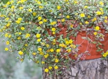 Sanvitalia procumbens