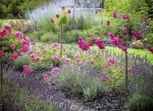 rosa super dorothy SLOWA KLUCZOWE: rosa super dorothy