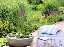 Nymphaea tetragona 'Alba' ( Zwergsseerose ) f´r Wassertiefe 10 - 20 cm, Lythrum ( Blutweiderich ) in gro?er Schale auf Holzdeck, Matte, Kissen 61022224 SLOWA KLUCZOWE: ZZZ quer Sommer drau?en Terrasse Topf gesamt Miniteich Wasser Schale Holzdeck 000 msgnp08 Mini Teich