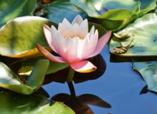 Grzybień (Nymphaea) Grzybień (Nymphaea)