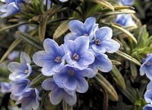 LITHODORA ZAHNII kwitnie niemal cały sezon. W sprzyjających warunkach tworzy kilkumetrowe dywany. Lithodora zahnii SLOWA KLUCZOWE: göteborgs_botaniska boraginaceae