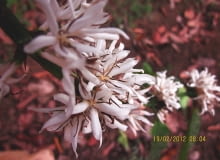 KWIATY KAWY są drobne, ale liczne i mają zapach podobny do kwiatów pomarańczy. KWIATY KAWY są drobne, ale liczne i mają zapach podobny do kwiatów pomarańczy.