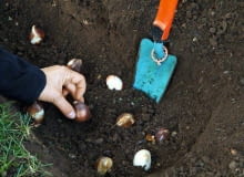 Październik jest miesiącem sadzenia cebul. Październik jest miesiącem sadzenia cebul.