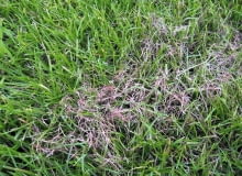 Plamy na trawniku. Różowa plamistość, czerwona nitkowatość, choroby trawnika Plamy na trawniku. Różowa plamistość, czerwona nitkowatość, choroby trawnika
