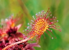 Rosiczka okrągłolistna rośnie także na polskich mokradłach