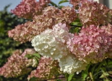 Hortensja bukietowa Hortensja bukietowa