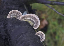 OWOCNIKI SREBRZYSTOŚCI LIŚCI - PODOBNE DO HUB