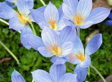 Herbstkrokus (Crocus speciosus) 'Conqueror' SLOWA KLUCZOWE: Blume Bl´te Bl´tenportrait Bl´tenportr?t Close up Conqueror Crocus speciosus Garten Herbst Herbstkrokus herbstlich lila November Oktober violett Zwiebelblumen Zwiebelbl´her