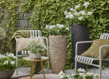 Kompozycja z pelargonami Kompozycja z pelargonami