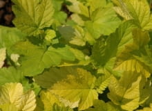 Pęcherznica kalinolistna (Physocarpus opulifolius) 'Luteus'