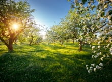 Wiosenny przegląd drzew owocowych Wiosenny przegląd drzew owocowych