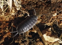 STONOGI, dopóki nie są zbyt liczne, nie zagrażają roślinom. STONOGI, dopóki nie są zbyt liczne, nie zagrażają roślinom.