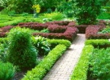 Bukszpan wiecznie zielony (<i>Buxus sempervirens</i>) to klasyczny gatunek do strzyżonych obwódek. Pasuje do założeń formalnych.