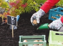 To ostatni dzwonek na sadzenie tulipanów, narcyzów i innych wiosennych roślin cebulowych. Po sadzeniu rabatę należy podlać i okryć ściółką. To ostatni dzwonek na sadzenie tulipanów, narcyzów i innych wiosennych roślin cebulowych. Po sadzeniu rabatę należy podlać i okryć ściółką.