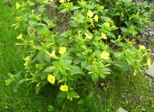 Dziwaczek pospolity Dziwaczek pospolity