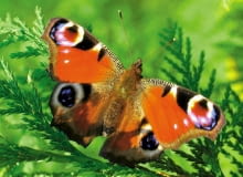 Rusałka pawik przysiada na krzewach tui