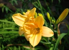 Liliowiec 'Stella de Oro'