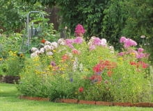 Floksy wiechowate w ogrodzie Magdaleny Mikołajczak.