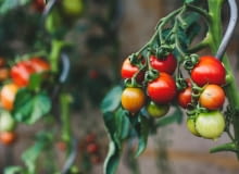 uprawa pomidorów