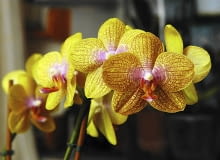 Odmiana z grupy Kaleidoscope z kropkami na płatkach. KOLEKCJA STORCZYKOW STORCZYK FALENOPSIS MIESZANCOWY ROSLINA DONICZKOWA EPIFIT WLASCICIEL HANNA REJMER FOT. PIOTR REJMER PUBLIKACJA KWIETNIK NR 12 (120) - 12.2004 SLOWA KLUCZOWE: ROSLINY KOLEKCJE KWIATY ZDJĘCIE DO WKŁADKI: PUBLIKACJA KWIETNIK NR 12 (120) - CZASOPISMA