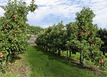 Jabłonie na podkładkach półkarłowych sadzimy w gęstych szpalerach. Owocują obficie, a zbiór jabłek jest łatwiejszy. Jabłonie na podkładkach półkarłowych sadzimy w gęstych szpalerach. Owocują obficie, a zbiór jabłek jest łatwiejszy.