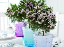 Tym okazom nadano kształt drzewek na krótkich pniach. Tym okazom nadano kształt drzewek na krótkich pniach.