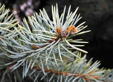 Świerk kłujący (Picea pungens) Pochodzi z Ameryki Północnej. Ma stożkowy pokrój i kłujące szpilki. Mają one długość 2-3 cm. U wielu odmian przybierają piękny niebieskosrebrny odcień. Warstwa woskowego na-lo-tu chroni je przed wysychaniem. Zalety: Regularny pokrój, igły gęsto pokrywają gałązki, sa trwałe, nie zmieniają wyglądu, gdy podeschną. Wady: Igły boleśnie kłują, w mieszkaniu opadają po kilku tygodniach. Ce-na: 30-150 zł. Świerk kłujący (Picea pungens) Pochodzi z Ameryki Północnej. Ma stożkowy pokrój i kłujące szpilki. Mają one długość 2-3 cm. U wielu odmian przybierają piękny niebieskosrebrny odcień. Warstwa woskowego na-lo-tu chroni je przed wysychaniem. Zalety: Regularny pokrój, igły gęsto pokrywają gałązki, sa trwałe, nie zmieniają wyglądu, gdy podeschną. Wady: Igły boleśnie kłują, w mieszkaniu opadają po kilku tygodniach. Ce-na: 30-150 zł.