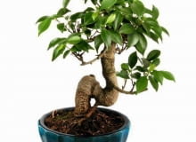 Bonsai z figowca bengalskiego