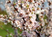 Wiśnia 'Orient' zachwyca wiosną