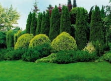 ZYWOTNIK ZACHODNI ( TUJA SZMARAGD ) ZYWOTNIK ZACHODNI ( TUJA SZMARAGD ) , KULISTY - ZYWOTNIK ZACHODNI ' GOLDEN GLOBE ' , KOSODRZEWINA